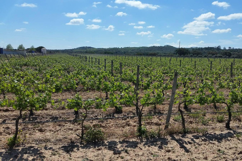 Herdade Canal Caveira - Winery Visit 4 Red's Wines & Tapas