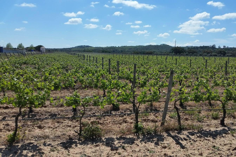 Herdade Canal Caveira - Winery Visit 4 Red's Wines & Tapas