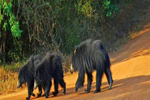 Parque Nacional de Yala: Viagem de 1 dia em um safári privado