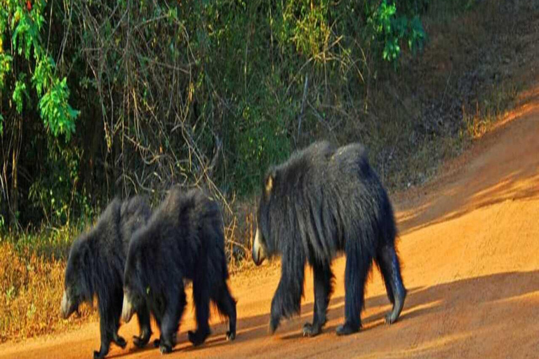 Parque Nacional de Yala: Excursión de un día a un safari privado