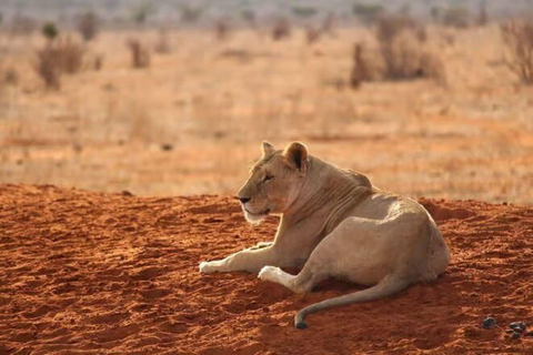 2 days 1 night saltlick safari from Diani/Mombasa.