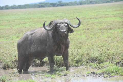 7 giorni Safari Comfort di medio livello 3 notti Serengeti