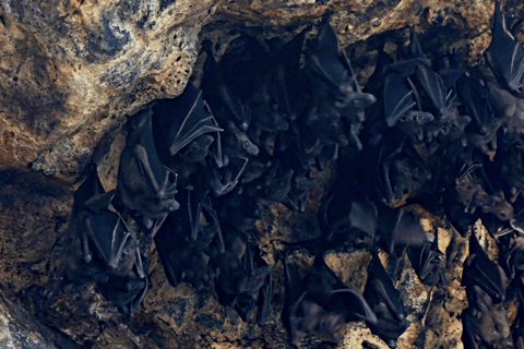 بالي: جولة في الجداريات التاريخية وحديقة الجنيات ومعبد كهف الخفافيش