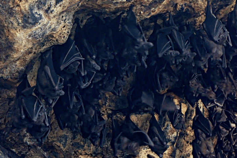 بالي: جولة في الجداريات التاريخية وحديقة الجنيات ومعبد كهف الخفافيش