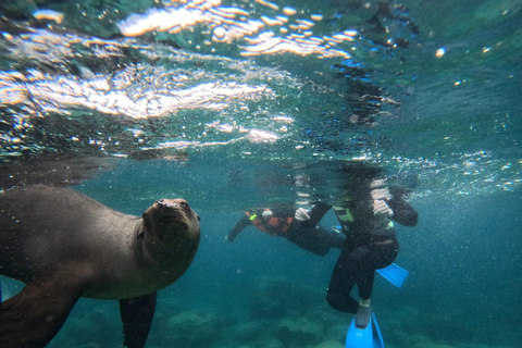 La Paz: Espiritu Santo Island Sea Lion Snorkeling