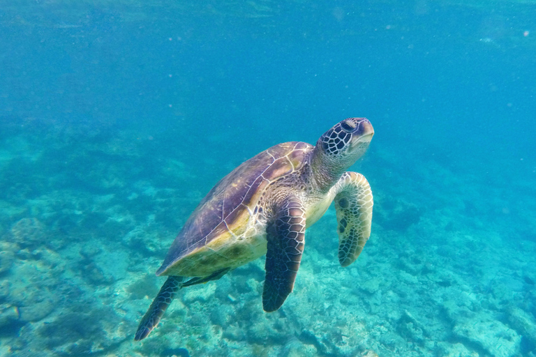 Darwin Bay and Carawa: Scuba diving without certification with gear in the Galapagos Darwin Bay and Carawa: Scuba diving without certification in the Galapagos