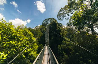 Erkunde Temburong + Besuch des Canopy Tower
