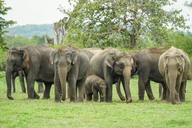 Vanuit Sigiriya: Olifantensafari Minneriya Nationaal Park