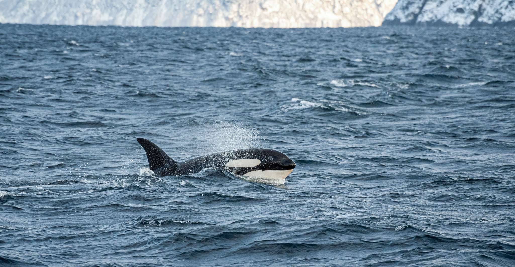 Tromsø, Whale Watching Tour by Hybrid-Electric Catamaran - Housity