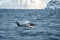 TROMSØ, Tour de observação de baleias por catamarã híbrido-elétrico - Housity