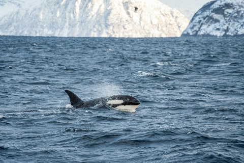 Tromsø: Obserwacja wielorybów hybrydowym katamaranem elektrycznymTromsø: obserwacja wielorybów katamaranem hybrydowym