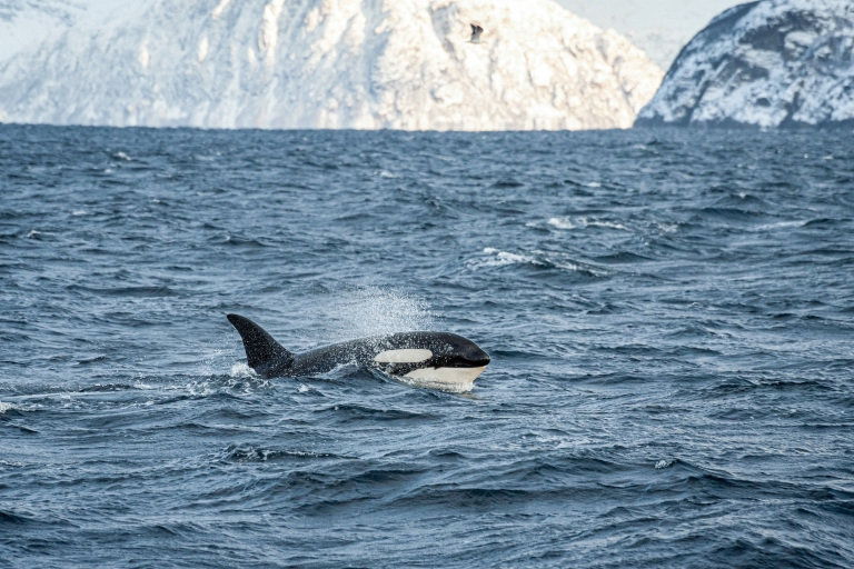 Tromsø : Observation des baleines en catamaran hybride-électriqueDe Tromsø : sortie d’observation des baleines en catamaran