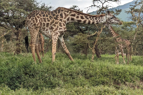 Depuis Arusha : Safari de 6 jours à Tarangire, Serengeti et ...