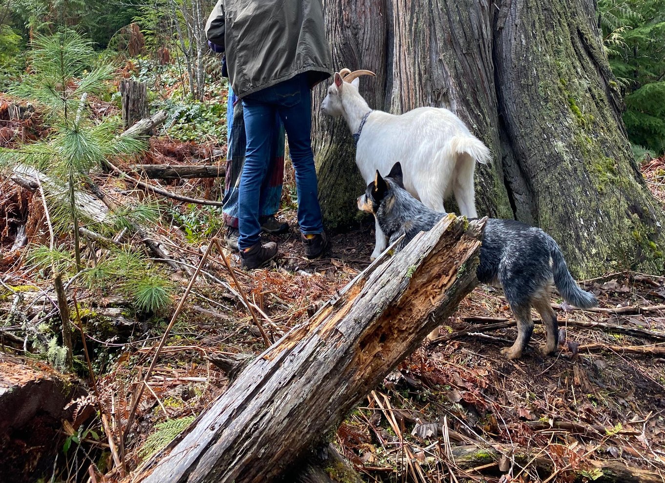 Gede-vandretur på Maple Heart Ranch