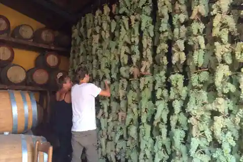 Degustação de vinhos orgânicos e visita à vinha em San Miniato