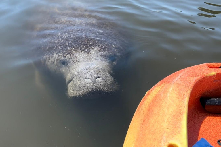 Bradenton: Anna Maria Island Guided Kayaking Manatee Tour