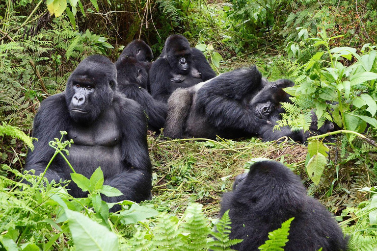 Rwanda Adventure Tours – Kigali, Safaris & Gorilla Trekking