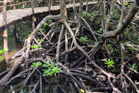 ZANZIBAR: Las Jozani, jaskinia Salaam, The Rock i Blue LagoonWYCIECZKA PRYWATNA BEZ ODBIORU Z HOTELU I TRANSPORTU POWROTNEGO