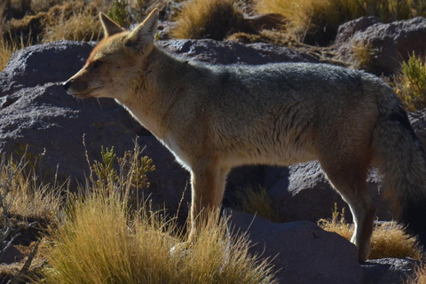 San Pedro de Atacama: El Tatio Geisers Field