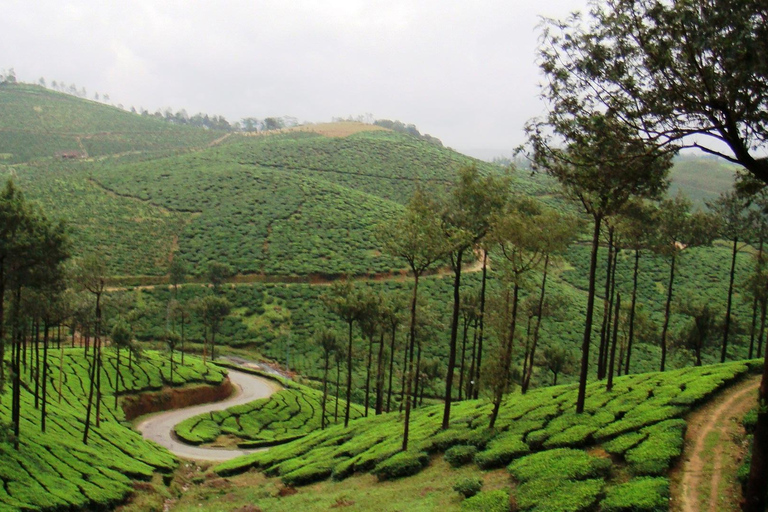 5-Day Kerala Highlights Tour with Overnight Houseboat Stay 3 Star Hotel Accommodation