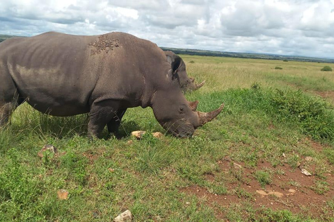 Nairobi park afternoon game drive with free airport pick up.