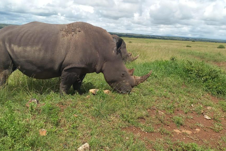 Nairobi park afternoon game drive with free airport pick up.