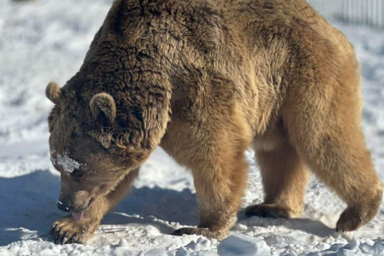 Tbilisi: Sabaduri Forest & Chronicles Tour With Wildlife