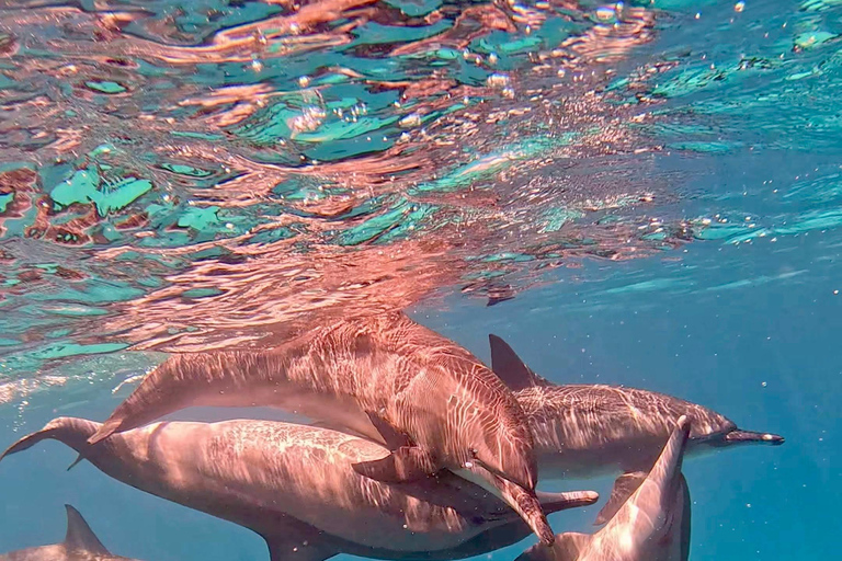 Marsa Alam: Samadai Dolphin House Snorkeling or Diving Marsa Alam: Samadai Dolphin House Snorkeling