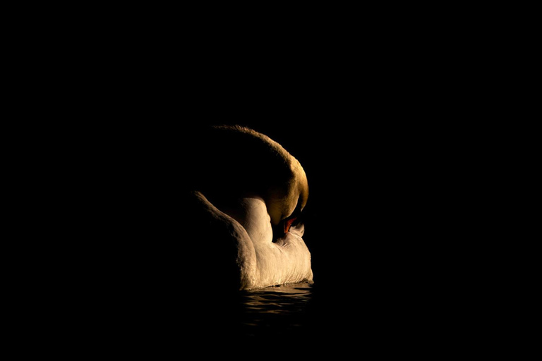 Atelier de photographie animalière pour débutantsAtelier de groupe pour débutants en photographie de la faune et de la flore