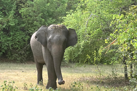 Wilpattu National Park: Private Safari (12hrs)