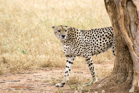 Nairobi National Park: Sunrise or Sunset Game Drive Tour