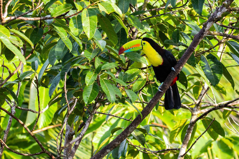 Carara nationalpark: Bästa turen Carara nationalpark-en dag