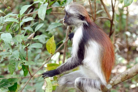 Zanzibar: Jozani Forest, Kuza Cave & Seaweed Farm Tour