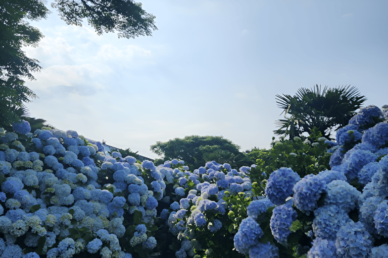 Jeju Occidental y Meridional: Excursión al Festival de la Hortensia