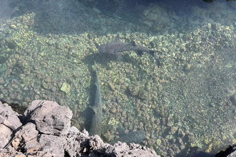 2 JOURS ÎLE ISABELA- ÎLOT TINTORERAS &amp; TUNELES CABO ROSA