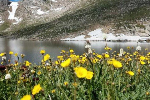 Denver: Dagstur till Mount Evans sommarbergstopp