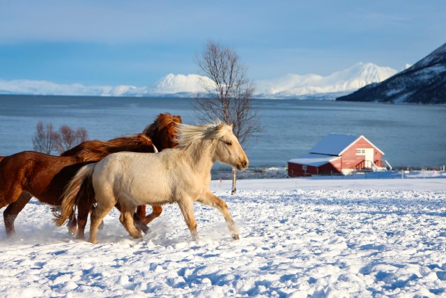 Visit Tromsø Lyngen Horse Stud Farm Visit in Lyngen