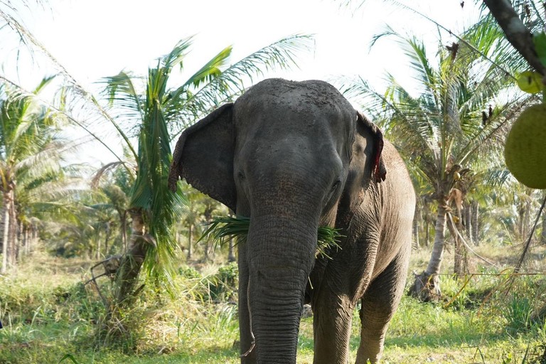 Laem Chabang Port: Sanctuary of Truth & Elephant Sanctuary