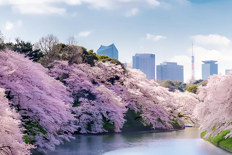 Cherry Blossom Seasonal Special: Classic Tokyo Day Tour Includes beef set meal