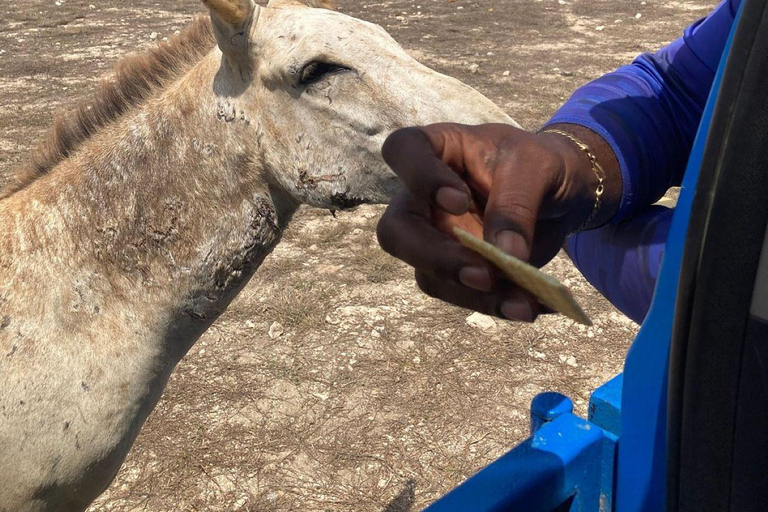 Aruba: Naturalny basen, jaskinie i przygoda jeepem na plaży dla dzieci