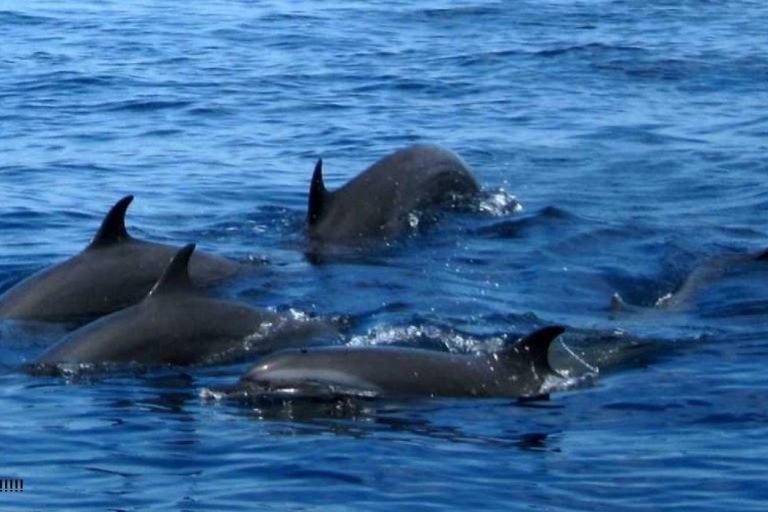 Mirissa: Ocean Elegance: Exclusive Whales & Dolphins Cruise Morning- Ocean Elegance: Exclusive Whales & Dolphins Cruise