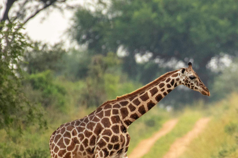 uganda: 10-Day Uganda Safari with Gorilla Trekking