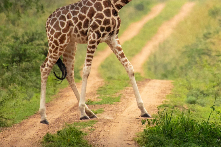 uganda: 10-Day Uganda Safari with Gorilla Trekking