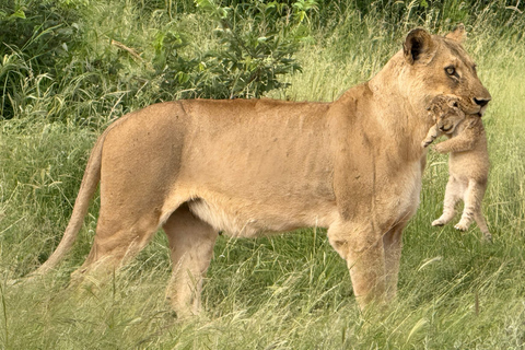 Budget Kruger &amp; Panorama meerdaagse tour vanuit Johannesburg5-daagse budgetreis naar Kruger &amp; Panorama