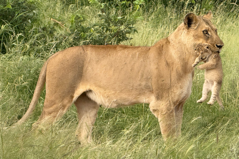 Budget Kruger &amp; Panorama meerdaagse tour vanuit Johannesburg5-daagse budgetreis naar Kruger &amp; Panorama