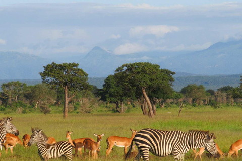 2 dagar 1 natt Selous Fly-in Safari från Zanzibar2 dagar och 1 natt Selous Fly-in Safari från Zanzibar