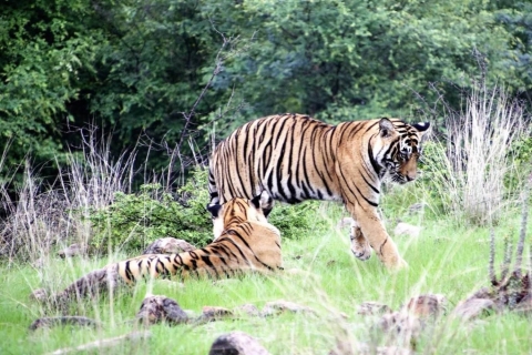 Au départ de Delhi : Triangle d'or de 6 jours et safari des tigres de RanthamboreAvec hébergement dans des hôtels 4 étoiles