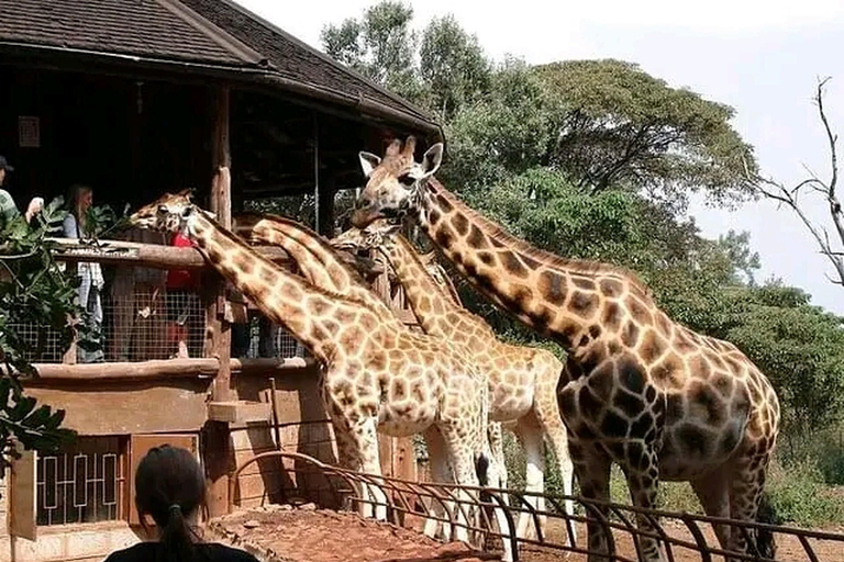 Nairobi : Promenade dans le safari de Nairobi et visite du centre des girafes.