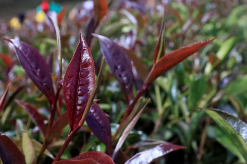 Nairobi: Granja de té púrpura.