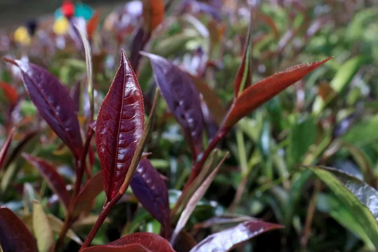 Nairobi : Purple tea farm.